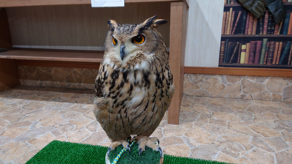 ltdfukurou's tweet photo. 新たにユーラシアワシミミズクが仲間入りしました。
とても良い子で腕乗りもふれあいも大丈夫です。
ちょっと小さめなので男の子ですかね。。。

明日は臨時休業いたしますので
明後日から通常営業に戻ります。 https://t.co/QsYKswjyh3