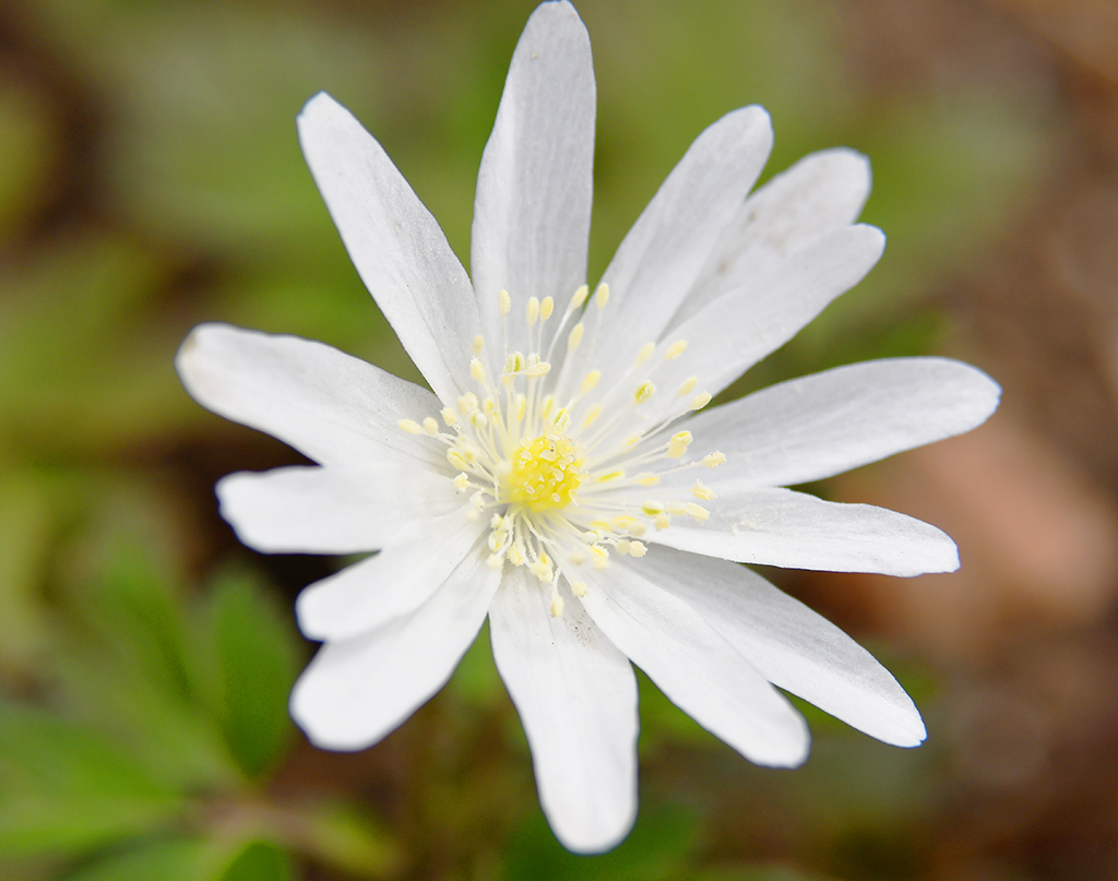 ゾック中 リョクガクバイ 緑萼梅 花言葉は 気品 白梅の中で最も好きなウメ 普通のウメはガクが茶褐色なのに対し リョクガクは名の通りガクが緑色をしてます なので他のウメと違って蕾の状態でもハッキリと区別出来ます 開花した姿に清々しさを感じる所