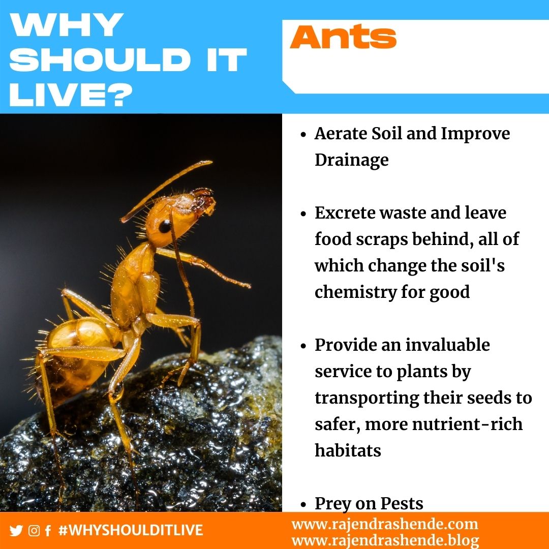 rajendrashende's tweet photo. #Ants #WhyShouldItLive #biodiversity #NatureVsHumans #RajendraShende
More on https://t.co/XrF3DNPqlI https://t.co/yX0ZzGnJUx