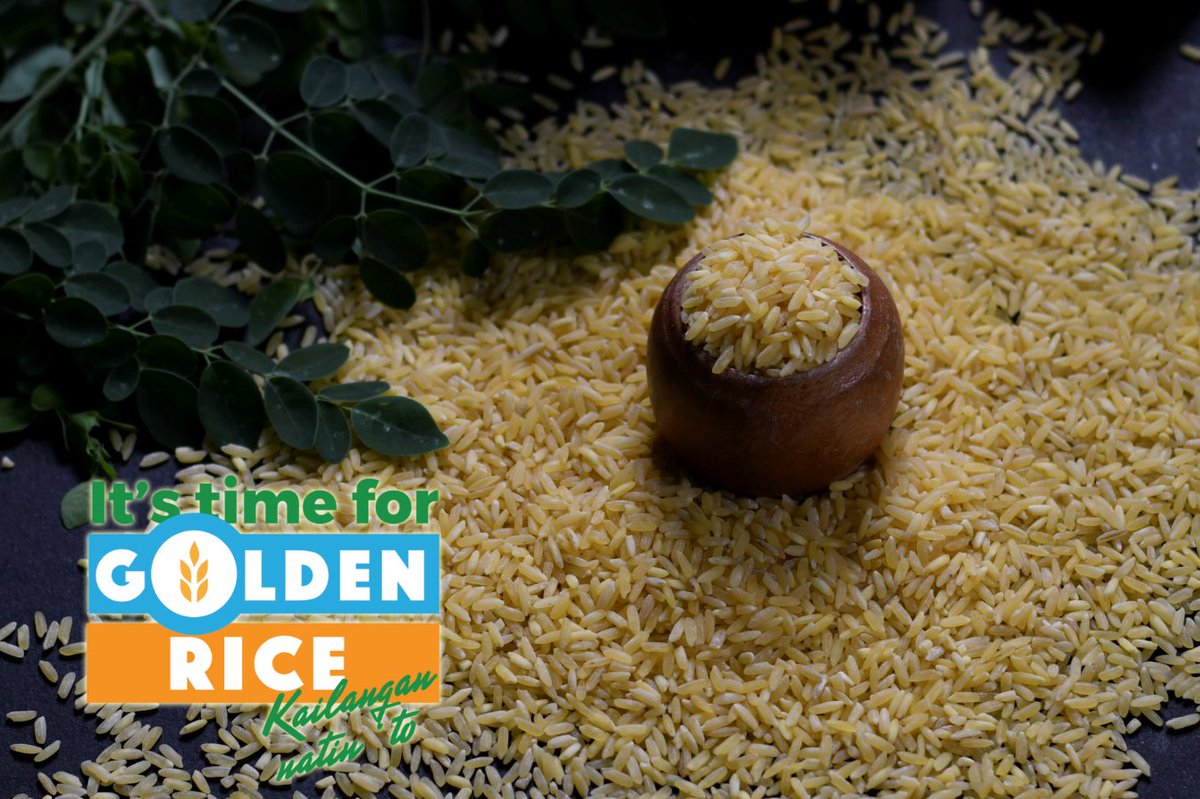 MalusogRice's tweet photo. Follow us on Facebook! 🌾Golden Rice Ph🌾
https://t.co/7X5ulg8zeb
Let your support for the approval of Golden Rice be heard! Send an email to: bpibiotechsecretariat@gmail.com
#ItsTimeForGoldenRice #GoldenRicePH #GoldenRiceAprub https://t.co/1nevtMXqu7