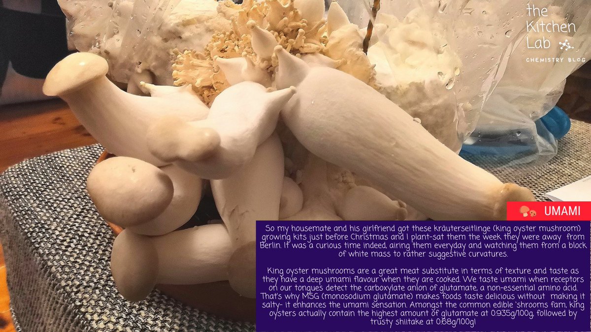 theKitchenLab_'s tweet photo. We grow #fungus in our home and it is delicious...

#thekitchenlab #foodscience #food #science #chemistry #foodchemistry #scicomm #foodfacts #funfacts #mushrooms #kräuterseitlinge #shrooms #msg #umami #flavour #taste #glutamate #kingoyster #oystermushrooms #plant #aminoacid https://t.co/wh02BLRfcL