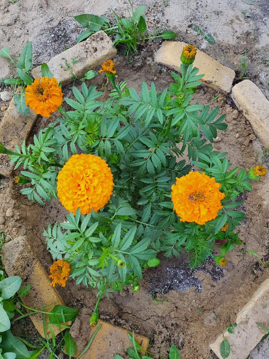 مي الشمري tweet media