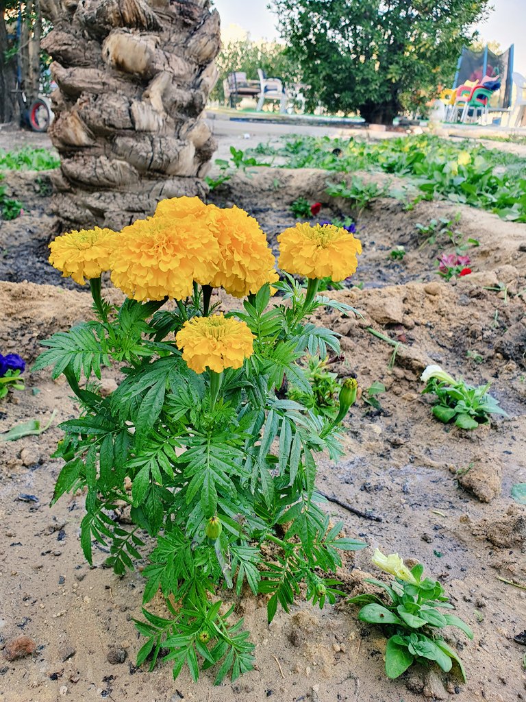 مي الشمري tweet media