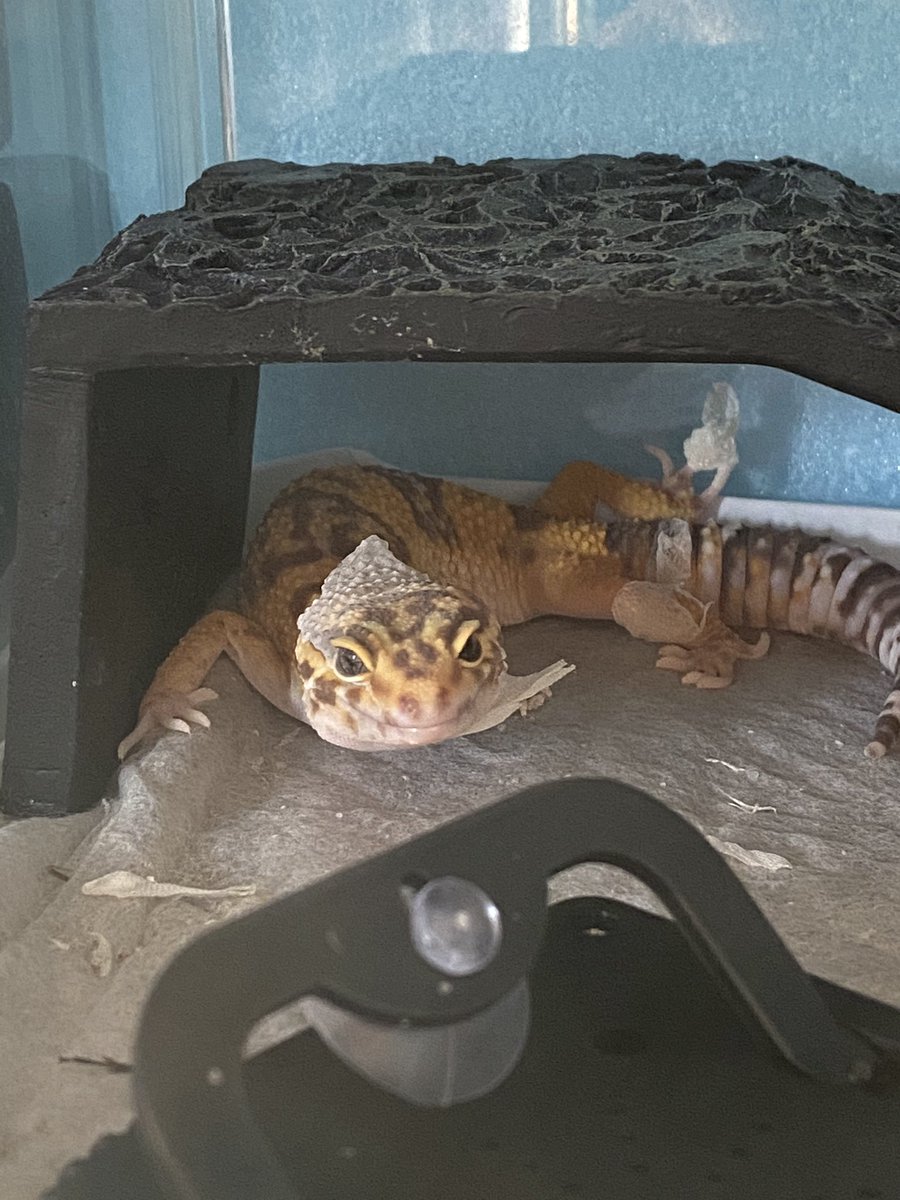 heeedel's tweet photo. 最近脱皮見せてくれることが多くて幸せな気分になる🦎
#ヒョウモントカゲモドキ　#レオパードゲッコー https://t.co/8X1mR7ob0Y