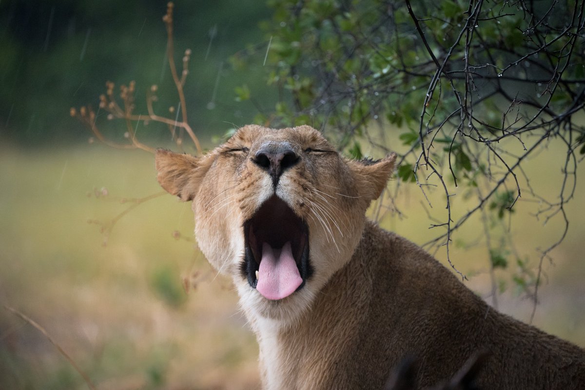 OkavangoDE's tweet photo. Good morning from the Okavango Delta. #Botswana #goodmorning #naturelovers #wildearth https://t.co/cBoRaHabgJ