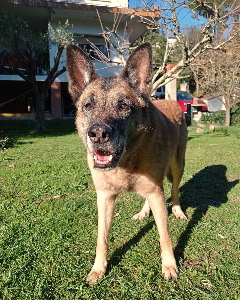 weneflei14's tweet photo. Quiero ser la persona que le ladras a tus amigos que soy ❤️
#soysietevecesmasperroquetu #laguaurderia #mimanadaesadoptada #miperroesadoptado #adoptanocompres #mestizo #malinoismix #germanshepherdmix #maliman #hikingdogs #gossosdecatalunya #dogsofcatalonia #instadog #dogofth… https://t.co/86WEU2hvoz