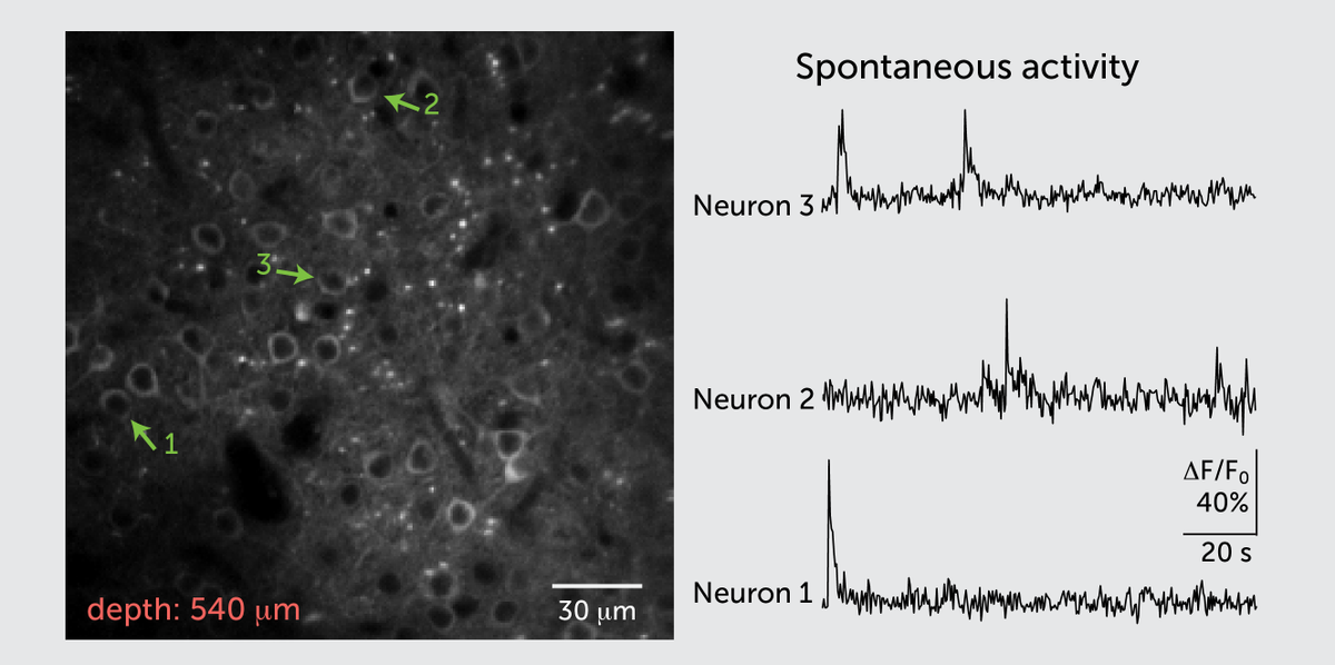 In vivo two-photon fluorescence imaging of jRCamP1a-expressing neurons in the mouse neocortex using the LITHIUM SIX 1050 laser source (1047 nm, 140 mW on the sample, 540 µm).

Courtesy of Dr. Pisoni, Dr. Sattin, and Dr. Fellin, IIT Genoa
#2photon 
#photonics 
<a href="/LithiumLasers/">Lithium Lasers</a>
