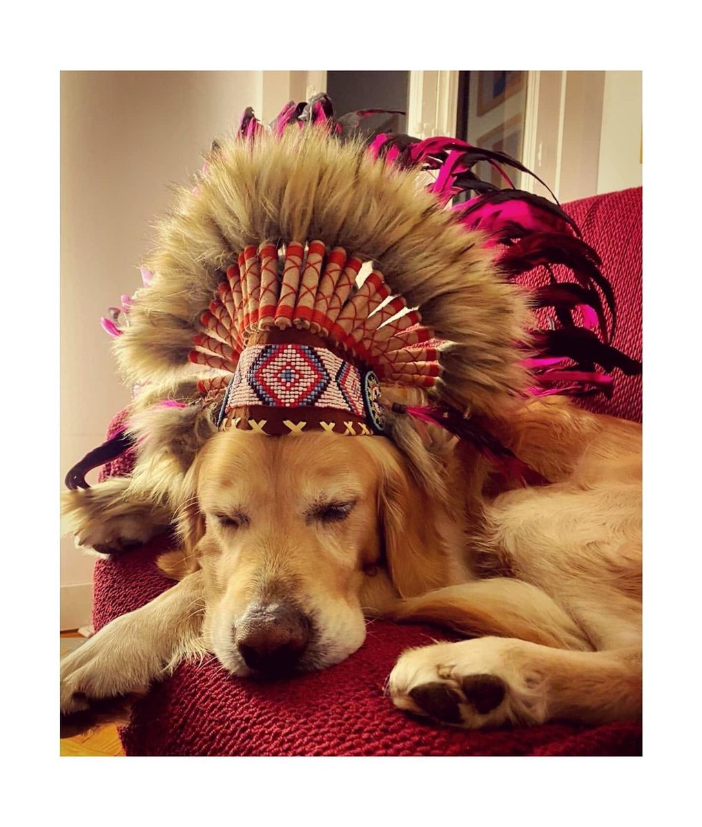 industriasbala's tweet photo. ¡El Gran Jefe Meison tiene ganas de conciertos! Pronto llegan las #meisonsessions.
@Tuchomusica 

#meison #perros #dog #dogs #mascotas #golden #retriever #dogstagram #pets #doglover #adoptanocompres  #cachorro #amorperruno
@Janetheplanett @entre_botones https://t.co/8Ij5ESDw1s