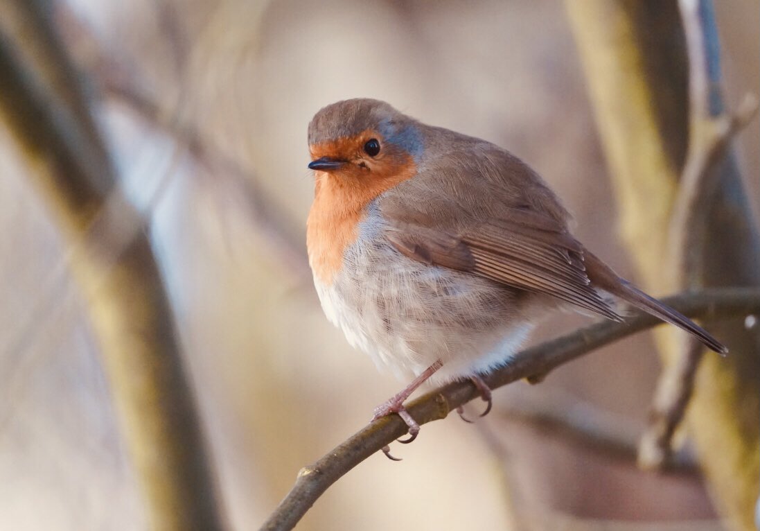 davidbaird's tweet photo. @dancarrphoto I was testing out my 200-600 too in e garden. Your bird looks a bit more exotic than mine! https://t.co/69hi5NJeq1