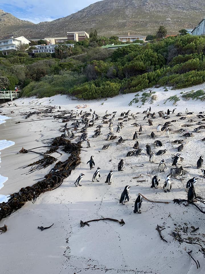 YouthTourismSA's tweet photo. Our wide open spaces become so valuable when we see how much we can miss them! Right now we all brace for the announcement of potential extensions on current measures. 
We ask the @Tourism_gov_za and @GovernmentZA to give us better early warning systems so that we can prepare. https://t.co/0RJN0OewY0