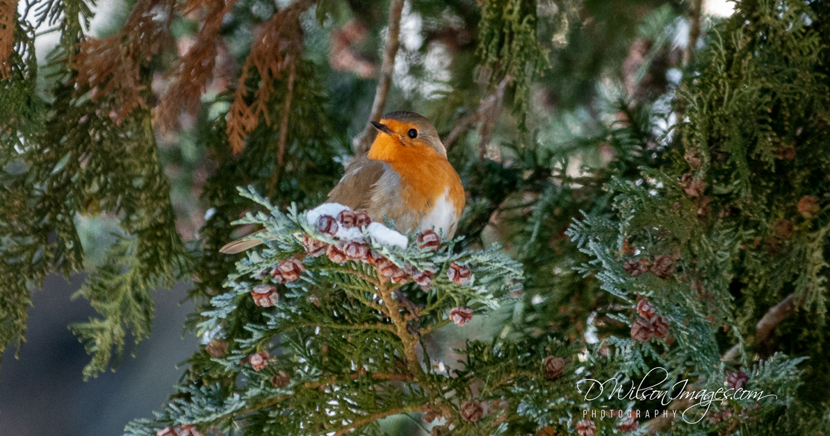 Robin 
#robins #robin #birds #nature #bird #wildlife #birdsofinstagram #robinsofinstagram #naturephotography #robinredbreast #bhfyp #birdphotography #redrobin #love #wildlifephotography #birdwatching #TwitterNatureCommunity #EarthCapture #COYR #Robins #GardenBirds