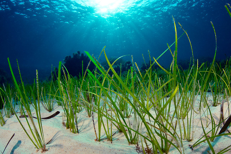 SOSLegadoHumano's tweet photo. 🐟#NuestrosVecinosEspeciales🌺
Las praderas submarinas de Cymodocea Nodosa son el paisaje natural subacuático del #MarMenor, clave para la supervivencia del entorno. Un proyecto europeo se propone recuperarla.

https://t.co/ZjwxgbmNMT
 #biodiversidad #sosmarmenor
 #RegiónDeMurcia https://t.co/yNg1yMZxVY