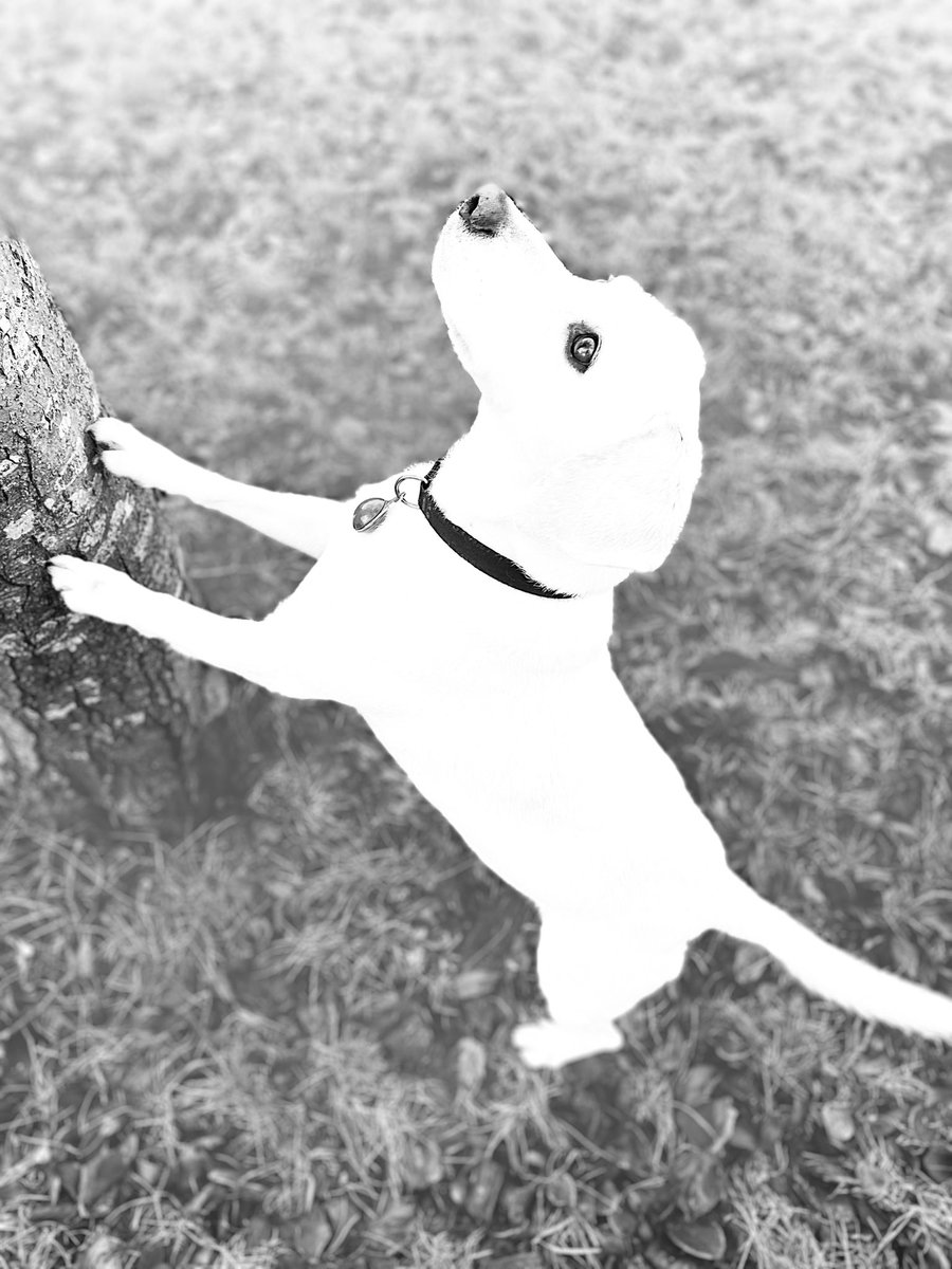 cotswoldtt's tweet photo. If I stay here long enough the squirrel
will come down.
#squirrelchasing #dogwalker #cotswoldtt https://t.co/VevOw4HAQE