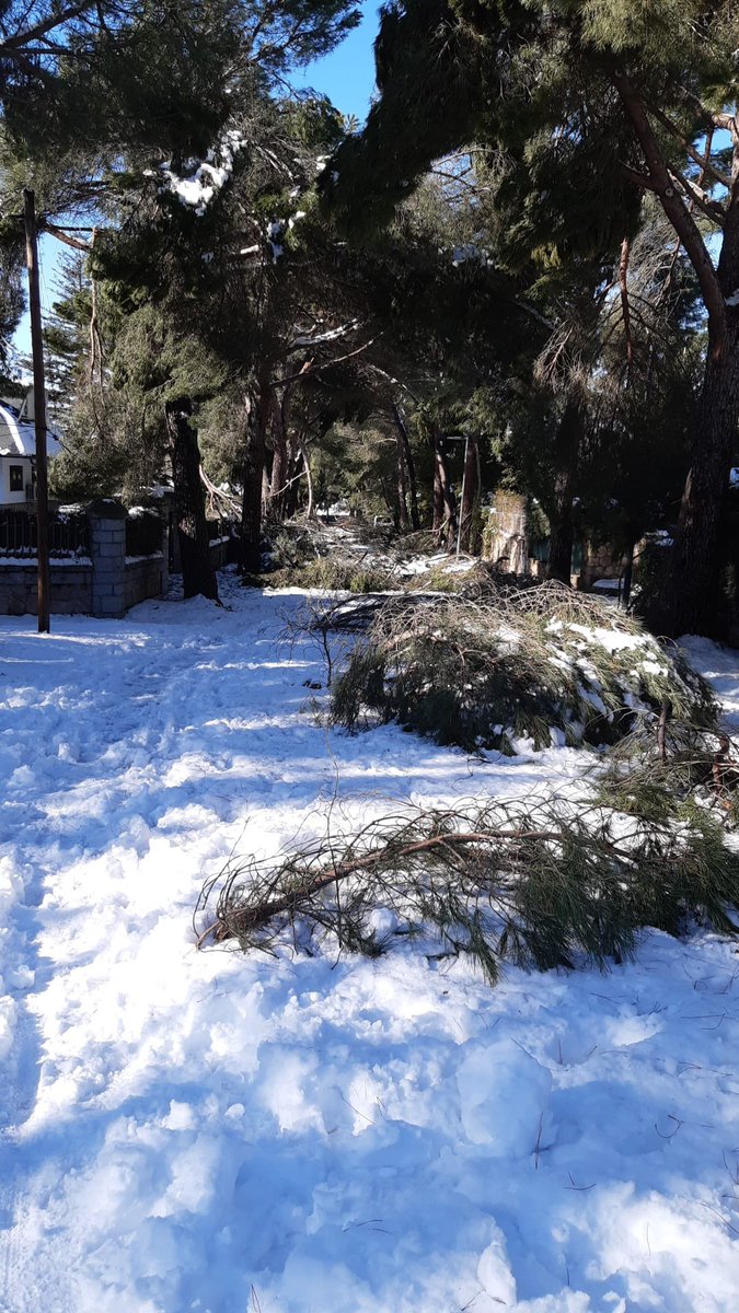 Ayto_Boadilla's tweet photo. 🪵Seguimos haciendo todo lo que está en nuestra mano para despejar calles, pero en muchas hay muchos árboles caídos.

❄️ No solo se trata de que pasen las máquinas, sino de retirar obstáculos. 

🙏 Paciencia y, por favor, no salgan de casa, estamos atendiendo muchos accidentes https://t.co/8nndh637La
