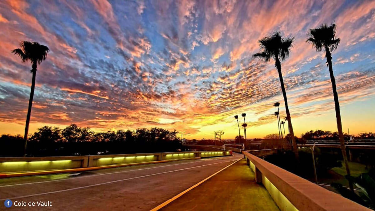 MCO's tweet photo. Let the palm trees lead your way &amp; Happy Monday. https://t.co/bqcmmTh6eO