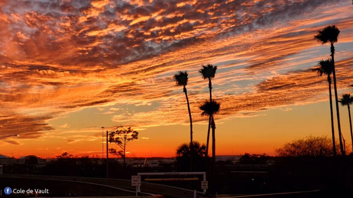 MCO's tweet photo. Let the palm trees lead your way &amp; Happy Monday. https://t.co/bqcmmTh6eO