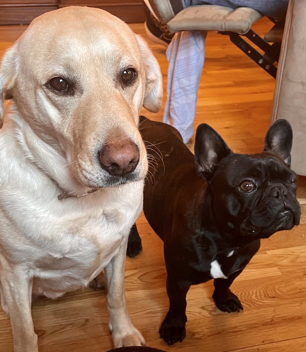 stritchj's tweet photo. This morning I cooked an entire packet of sausages for my 2 coworkers...if I’m wrong I don’t want to be right. #COVID19 #dogsoftwitter #workingfromhome #DogsofCovid #bestdoggiesever https://t.co/vfQG7Zs87T