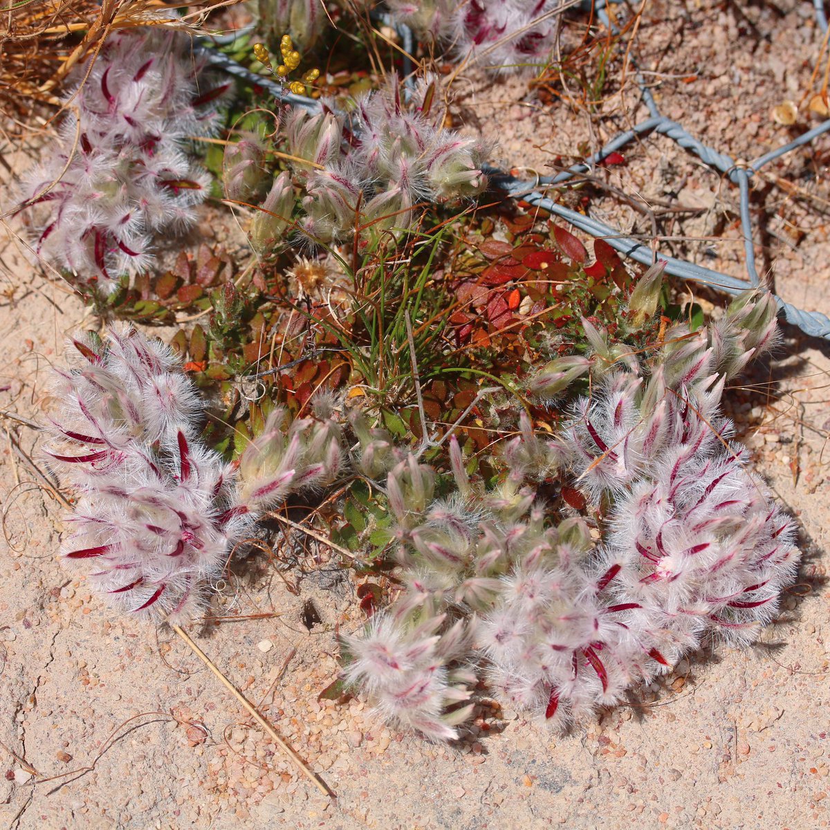 jason_nge's tweet photo. Ptilotus declinatus flowering at the Brixton Street wetlands and Quairading, in southwest Western Australia.
#Ptilotus #PtilotusDeclinatus #Amaranthaceae #australiannativeplants #Australianflora #OzFlora #ozplants #australianwildflowers #PerthFlora #westernaustralia #biodiversity https://t.co/ifzj8ETllY