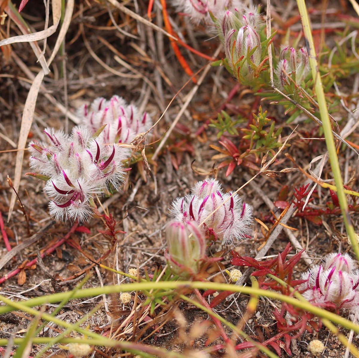 jason_nge's tweet photo. Ptilotus declinatus flowering at the Brixton Street wetlands and Quairading, in southwest Western Australia.
#Ptilotus #PtilotusDeclinatus #Amaranthaceae #australiannativeplants #Australianflora #OzFlora #ozplants #australianwildflowers #PerthFlora #westernaustralia #biodiversity https://t.co/ifzj8ETllY