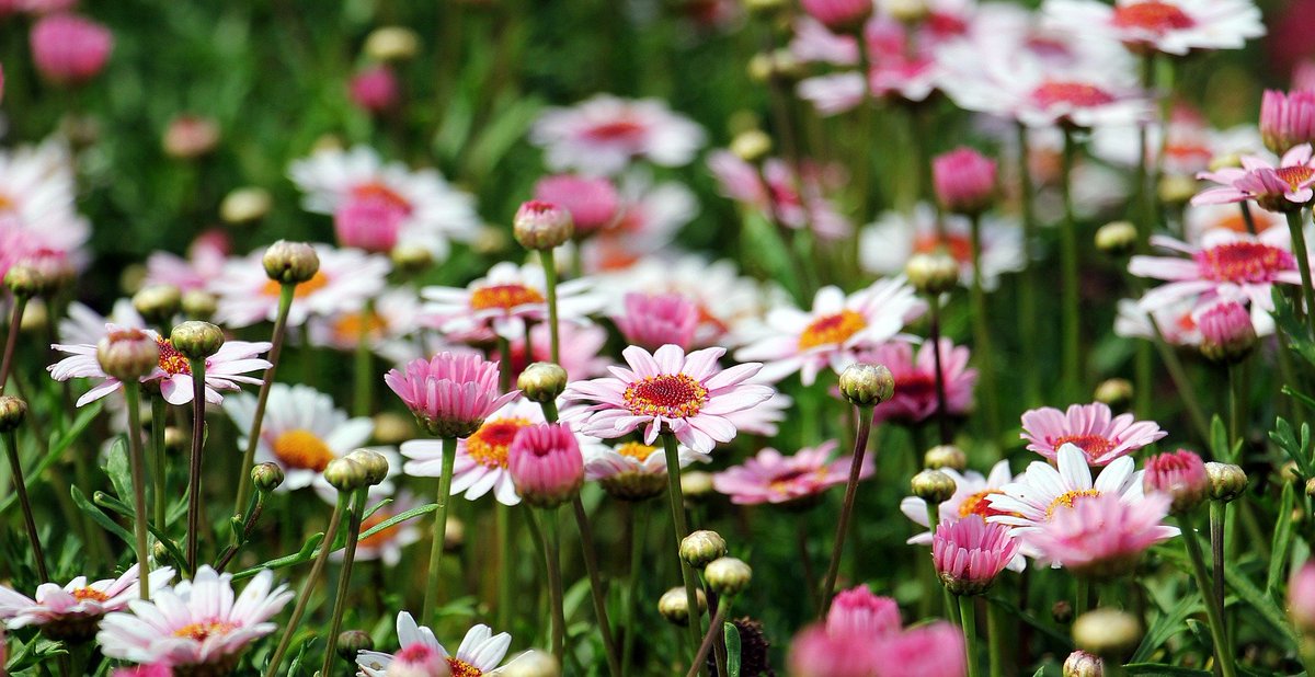 A close up of beautiful flowers in a garden.