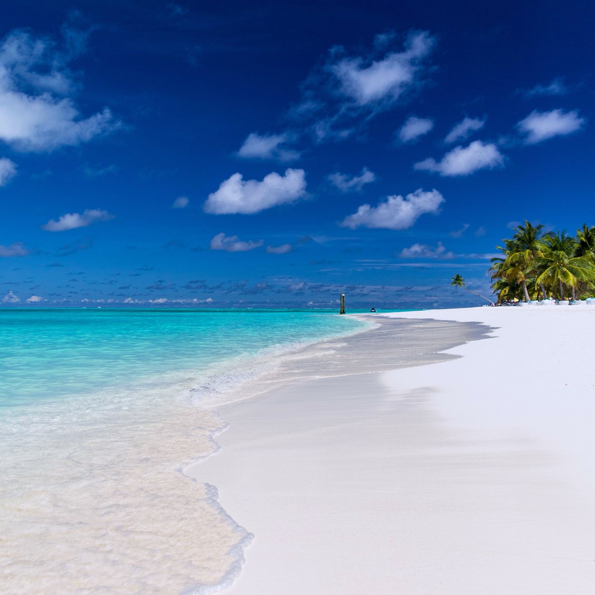Meeru_MV's tweet photo. Sending you some tropical vibes from your favorite island!
.
#meeru #meeruisland #meeruislandresort #maldives #visitmaldives #maldivesislands #maldivesresorts #maldiveshotels #maldiven #thesunnysideoflife #bestofmaldives #island #wheninmaldives #noshoesnonews #travel https://t.co/ZqW00s5iIl