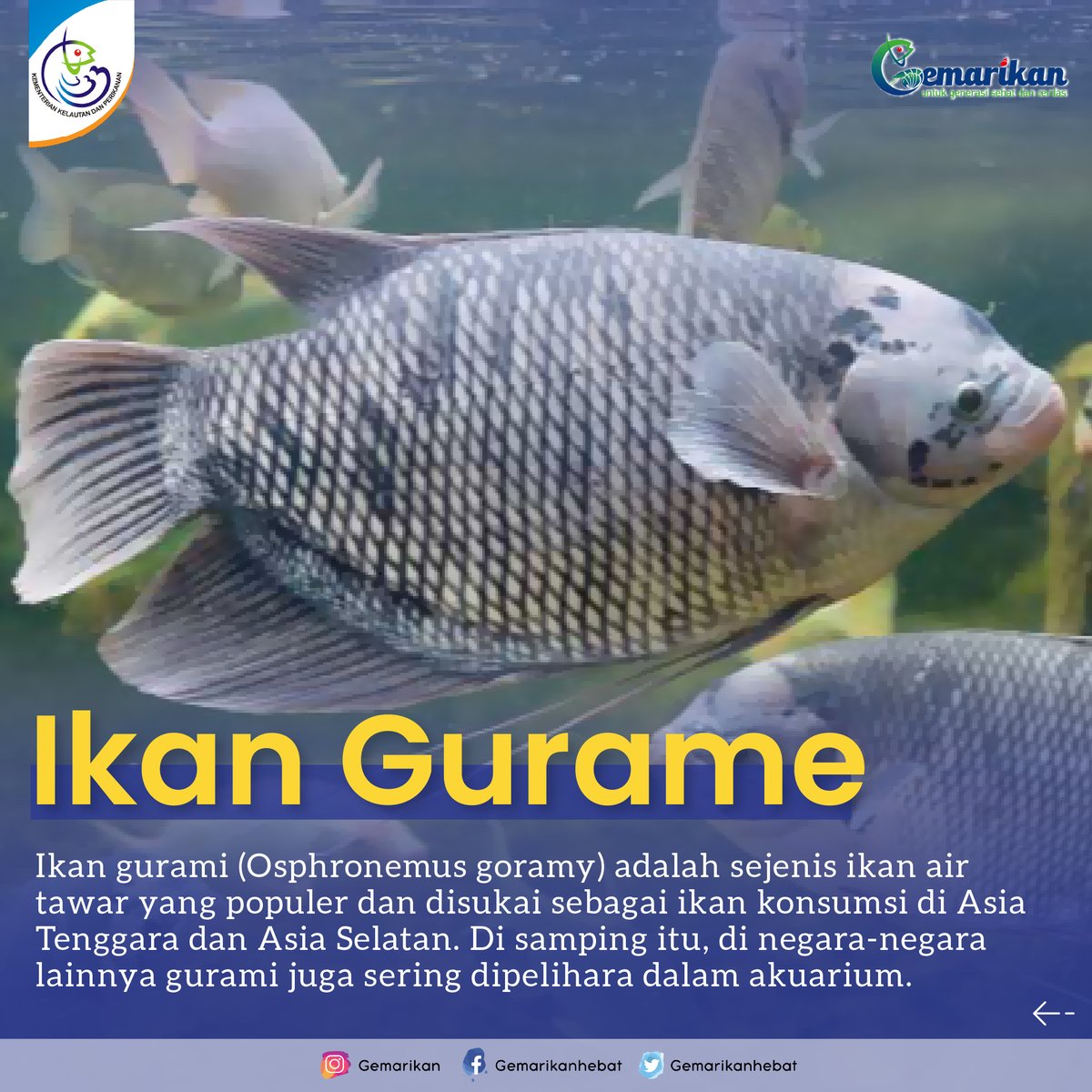gemarikanhebat's tweet photo. ada yang tanya, Bang apa betul, Gurame kalau sepi jadi Gak rame ya bang?

#Ikangurame #Gemarikan #KKP https://t.co/EJEVX9z37j