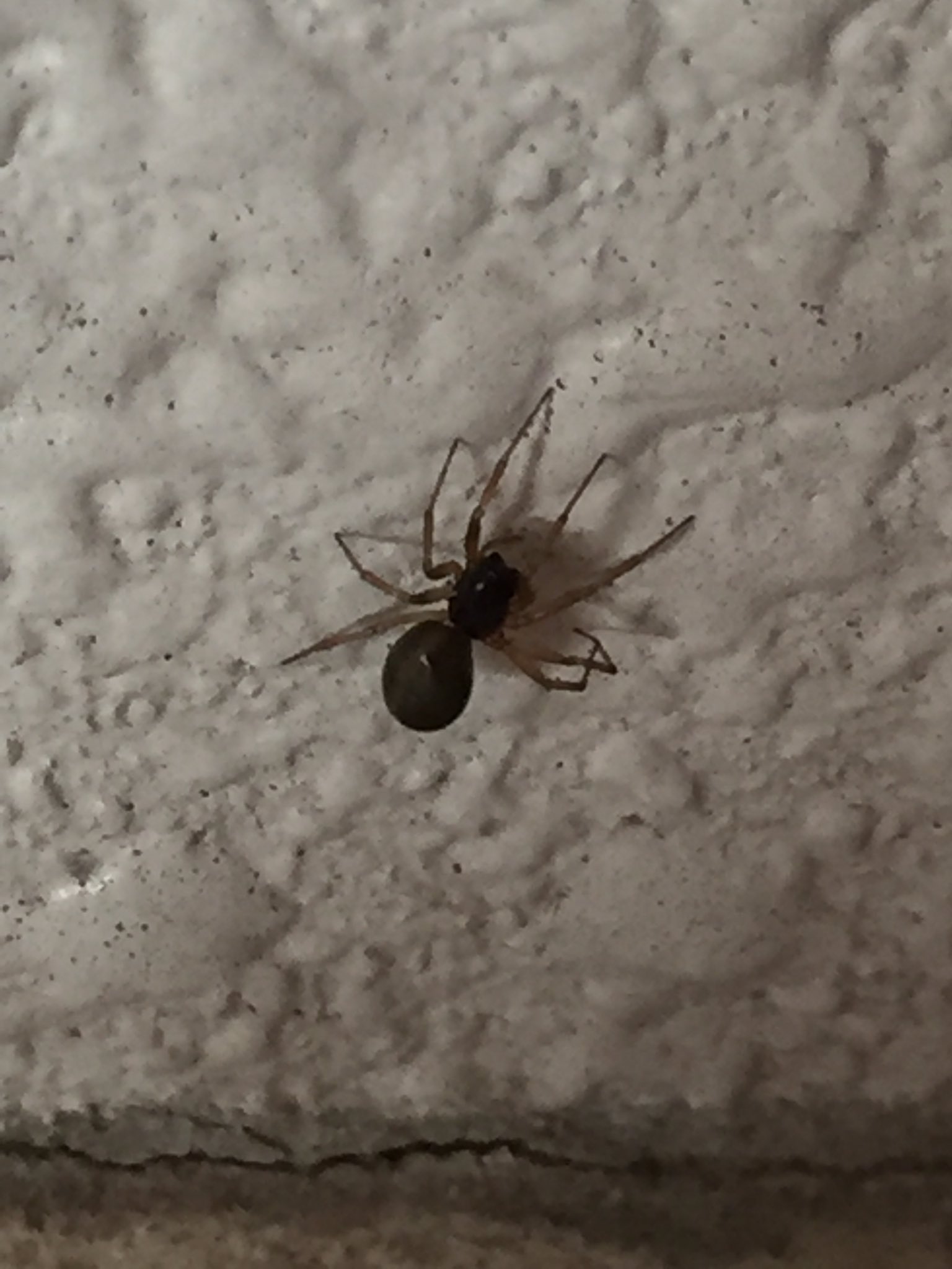 ブラボー 十手 このクモがなんという種類かご存知の方はいらっしゃいますか 室内プールのお掃除ロボの中にいました まさかミズグモ なんて思いましたが 藻も無い塩素水の中で生きられるものでしょうか 教えて虫の人 教えて蜘蛛の人 オラ虫が