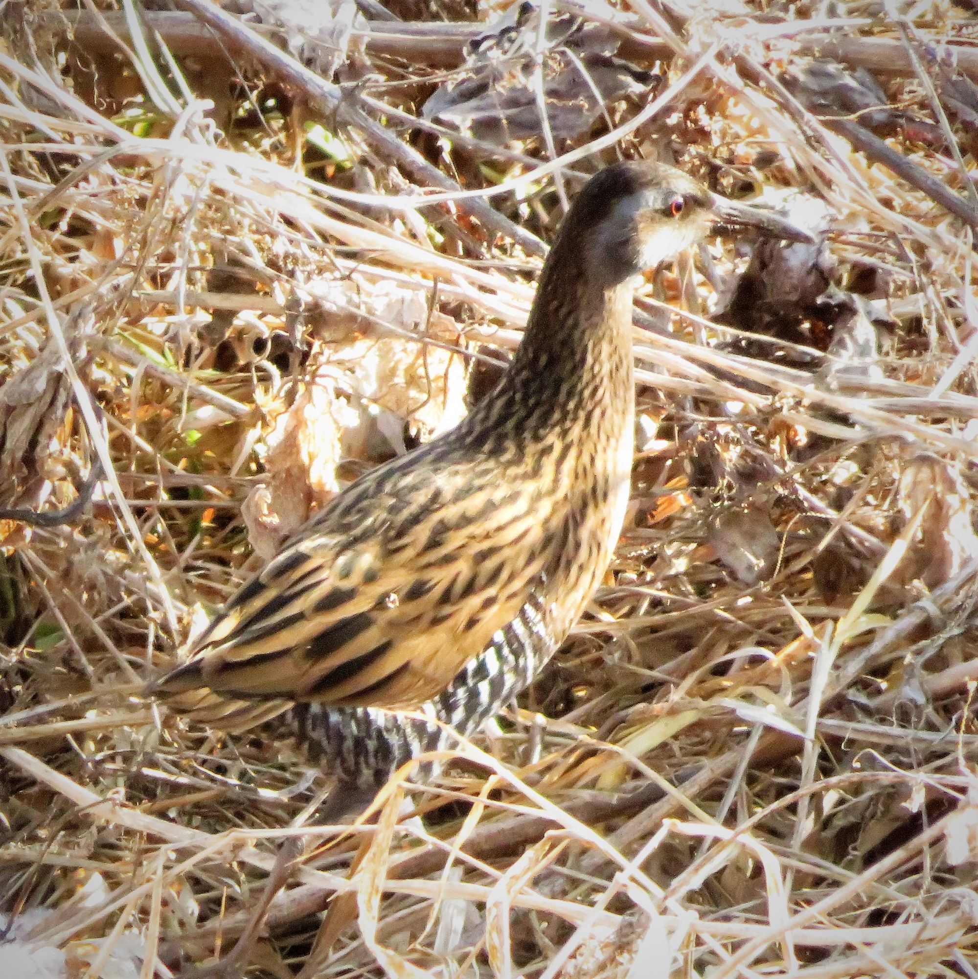 よんぼう 初見の野鳥 シギ科は該当なし クイナの仲間を探したらクイナでした これが水鶏か 水辺の鳥 クイナ科 クイナ 梅田川 仙台の野鳥 T Co Qsmt2khypw Twitter