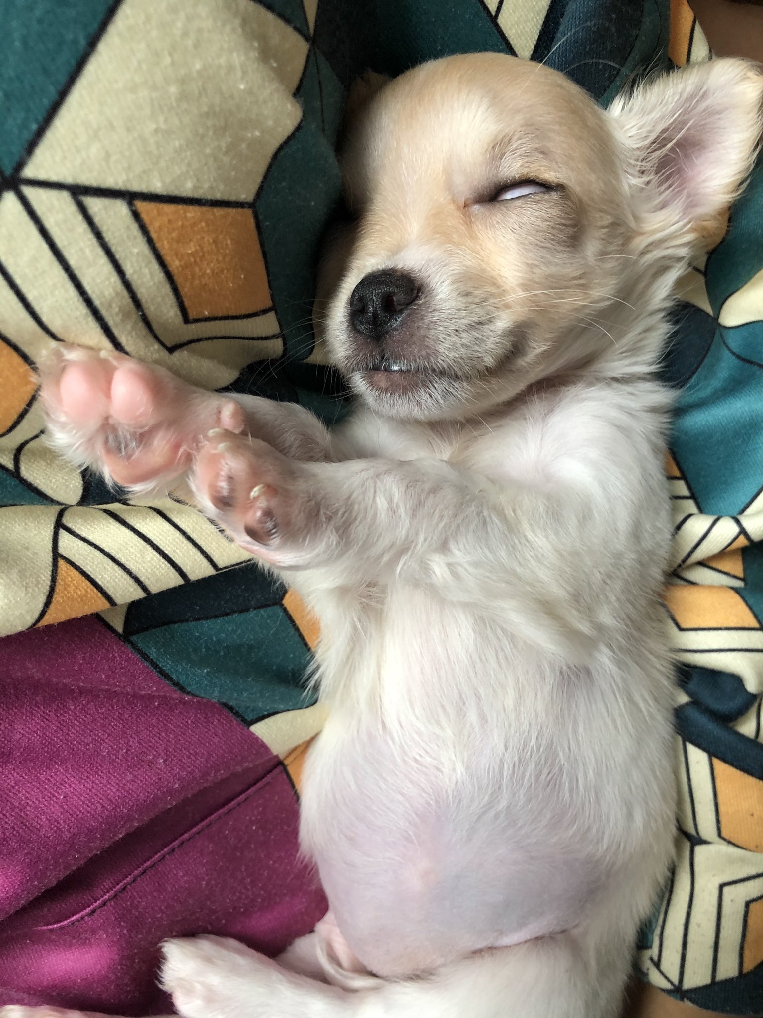 子犬が家にやってきた Twitter Search Twitter