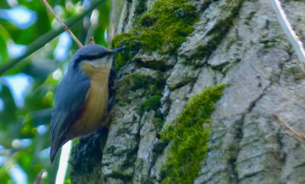 Some birds are nice. Some birds are helpful. Some birds restrict their output to one or maybe two sounds.The nuthatch, much as I love the pastel-shaded bandit-masked little perk-bundle, is not one of those birds.