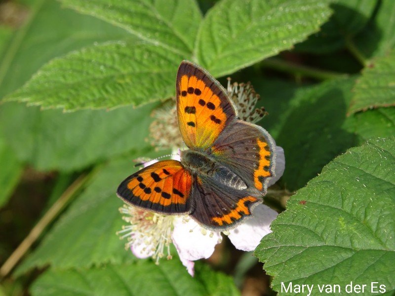 maryvanderes's tweet photo. Dag 11/31 van #jauarivlindermaand .
De #Kleine_vuurvlinder #Lycaena_phlaeas #Small_Copper vliegt in drie generaties en is vooral te vinden bij o.a. schrale graslanden.
@NathalieNatuur https://t.co/bB6gehJpAF