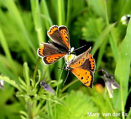maryvanderes's tweet photo. Dag 11/31 van #jauarivlindermaand .
De #Kleine_vuurvlinder #Lycaena_phlaeas #Small_Copper vliegt in drie generaties en is vooral te vinden bij o.a. schrale graslanden.
@NathalieNatuur https://t.co/bB6gehJpAF