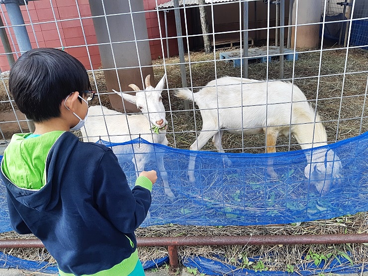 okinawayagijoho's tweet photo. 🐐癒しの山羊スポット🐐
嘉手納町の癒しスポット紹介😍
ネーブルカデナ敷地内で飼われている山羊🐐
メェ～メェ～かわいい山羊に癒される😍

https://t.co/9aUCNM2A0A

#癒しの山羊スポット #山羊 #ヒージャー #ひーじゃー #ネーブルカデナ https://t.co/r6K6dayIEu