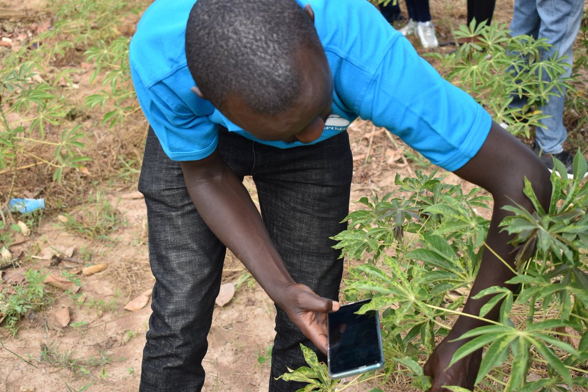 plantvillage's tweet photo. As you visit your farm remember to scout your #crops for signs of #pest and #diseases using PlantVillage Nuru mobile app.

Link>>https://t.co/SwZZQneA56

#mondaythoughts https://t.co/EIcIj0wT7d