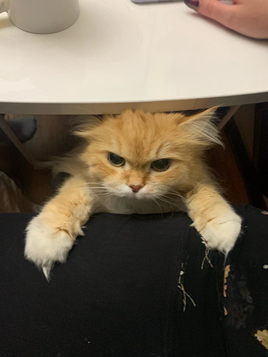 kisavasia's tweet photo. Коту 20 лет...и это самый сладкий кот которого я встречала ❤️ https://t.co/Yj4rVbhrwn
