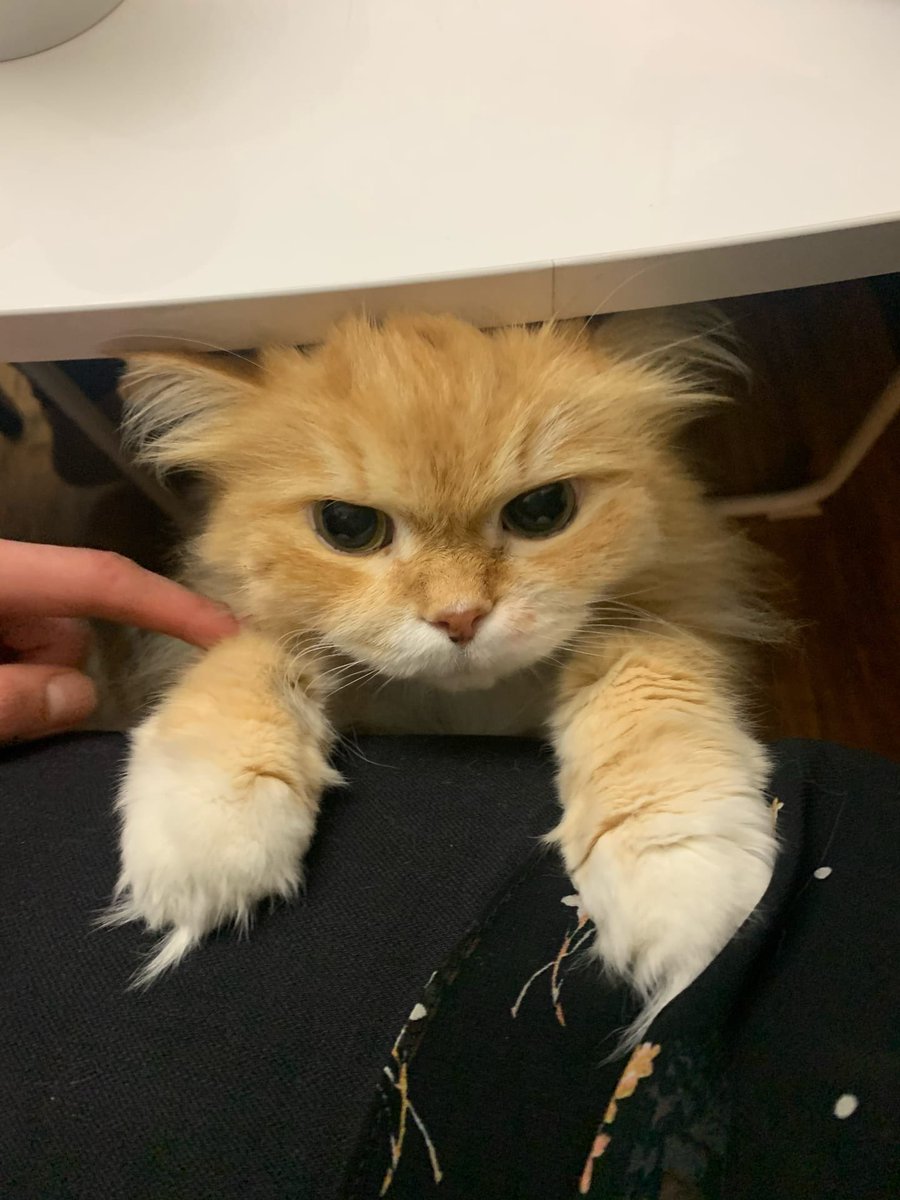 kisavasia's tweet photo. Коту 20 лет...и это самый сладкий кот которого я встречала ❤️ https://t.co/Yj4rVbhrwn