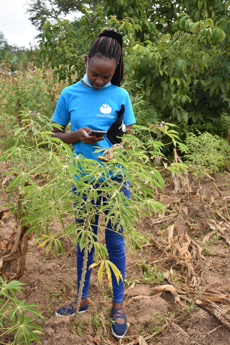 plantvillage's tweet photo. As you visit your farm remember to scout your #crops for signs of #pest and #diseases using PlantVillage Nuru mobile app.

Link>>https://t.co/SwZZQneA56

#mondaythoughts https://t.co/EIcIj0wT7d