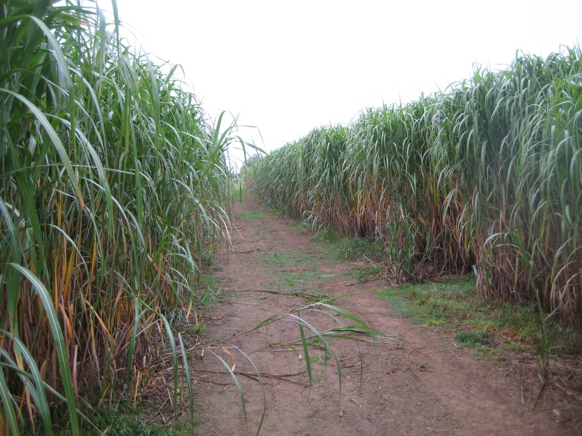 WHAssociation's tweet photo. We're looking forward to discussing #Bioenergy & #LandUse research with #energycrops industry representatives later today so we can inform Govt plans such as #ELMs & #EnglandTreeStrategy
@KevinLindegaard @Terravesta @energy_willowUK @EnergyCropsUK @EucRenewables @carbontraporg https://t.co/8cWcWfHGmZ