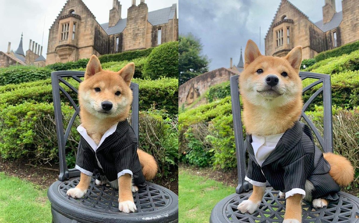 la elegancia ace al lomito