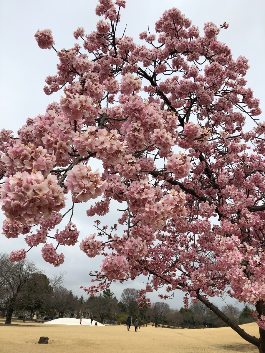 洋食厨房さくらさく Sakurasaku11 Twitter