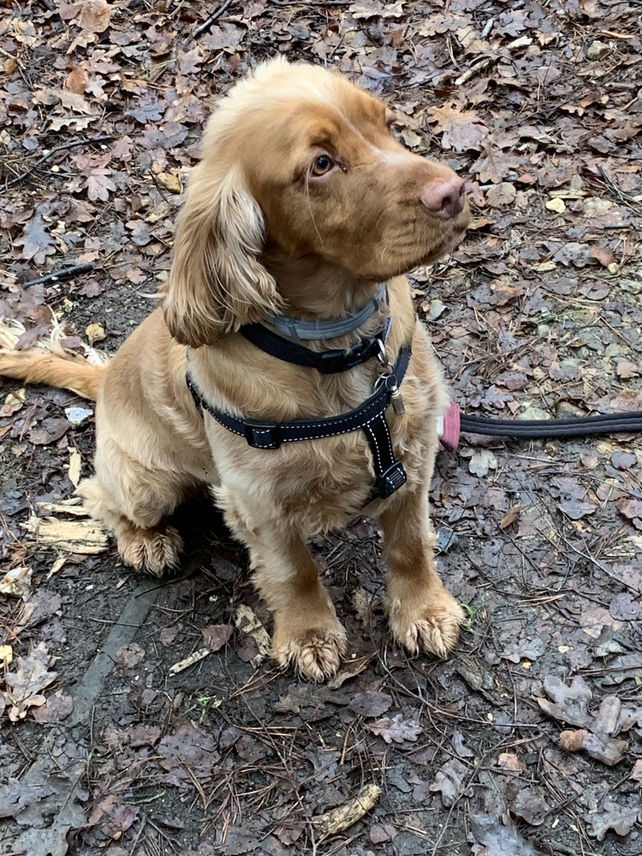bigaltrueblue's tweet photo. โฆ@HearingDogsโฉ Good luck Gryffin, someone is going to be very luck ๐๐๐๐ญ๐ญ๐ญ https://t.co/YE4Tb3Dt10
