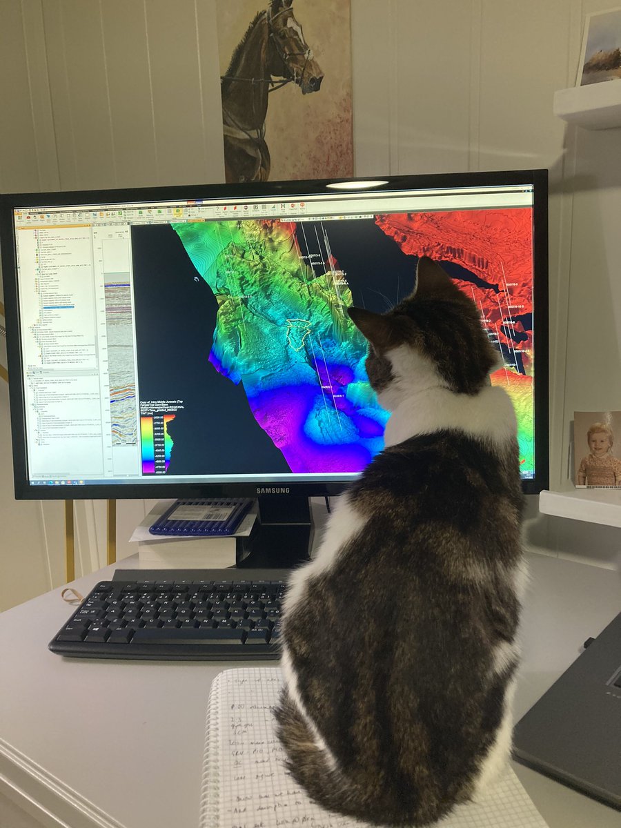 EdmundsonIzzy's tweet photo. Someone is enjoying home office😺 https://t.co/lygax7Mu6u
