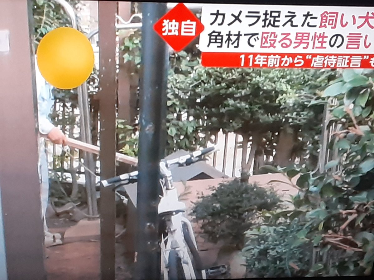 動物虐待 動物虐待