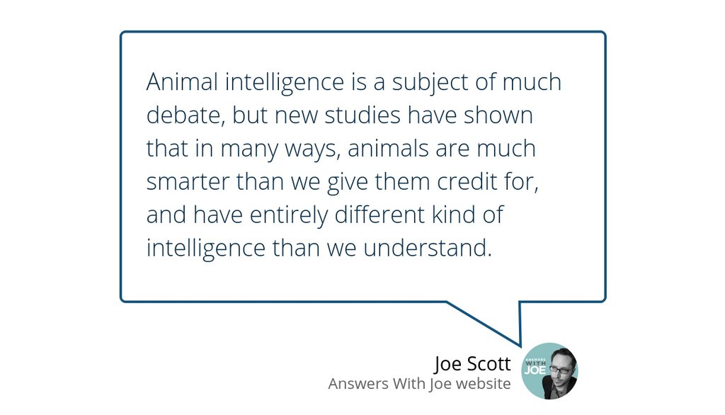answerswithjoe's tweet photo. The Smartest Animals In The World
Read the full article: The Smartest Animals In The World
βΈ https://t.co/Xh1BYDQU9X
#Animals #AnswersWithJoe #Smartest #WorldAnimalIntelligence https://t.co/Hd8HqPdM0d