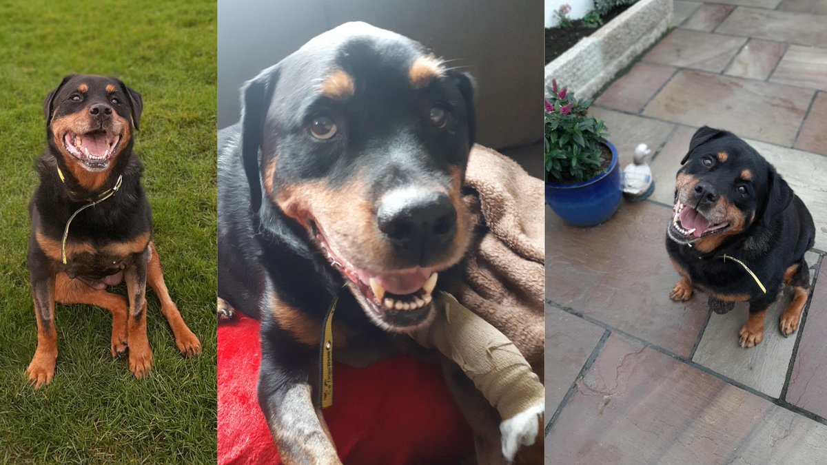 DogsTrust_IE's tweet image. Need some #MondayMotivation? Beau, who was abandoned recently, is doing really well post surgery &amp;amp; is on the road to recovery🤗She is the sweetest girl who was left with large tumours &amp;amp; a chronic ear infection. She is improving each day in her foster home &amp;amp; getting lots of TLC💛