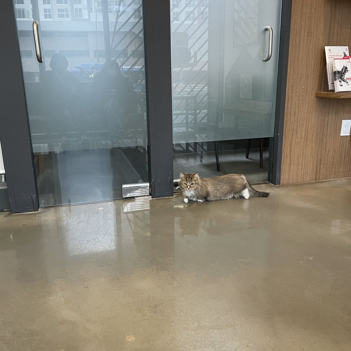 yapupo's tweet photo. 오늘 은소리.. 발톱이 잘못자라서 병원가서 안전하게 자르고 왔어요 장모종들은 항상 발톱을 자주자주 확인하고 자주 깎이기!! https://t.co/hbvQhDSyyi