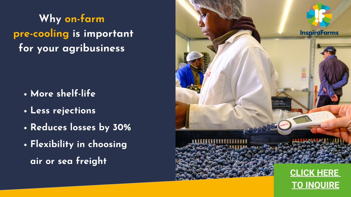 InspiraFarms's tweet photo. Interested in knowing more about our products for your agribusiness?
Inquire on our on-farm pre-cooling systems today to get the best results through our online configurator : https://t.co/vKMT8w3JXj
#FirstMileCooling #Agribusiness #OnFarmColdChain #OffGridCooling https://t.co/4bBw0TTik2