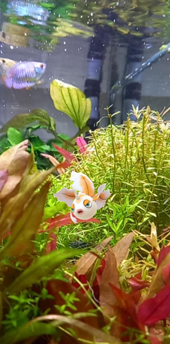 Nonnpiko P P 今日はやたら 色違い出るなぁ そのなかから トサキントさんを 水槽で泳がせてみた 色違いか 分からんくなった ポケモン ポケモンgo ポケモンgo トサキント トサキント色違い 水槽で泳がせてみた