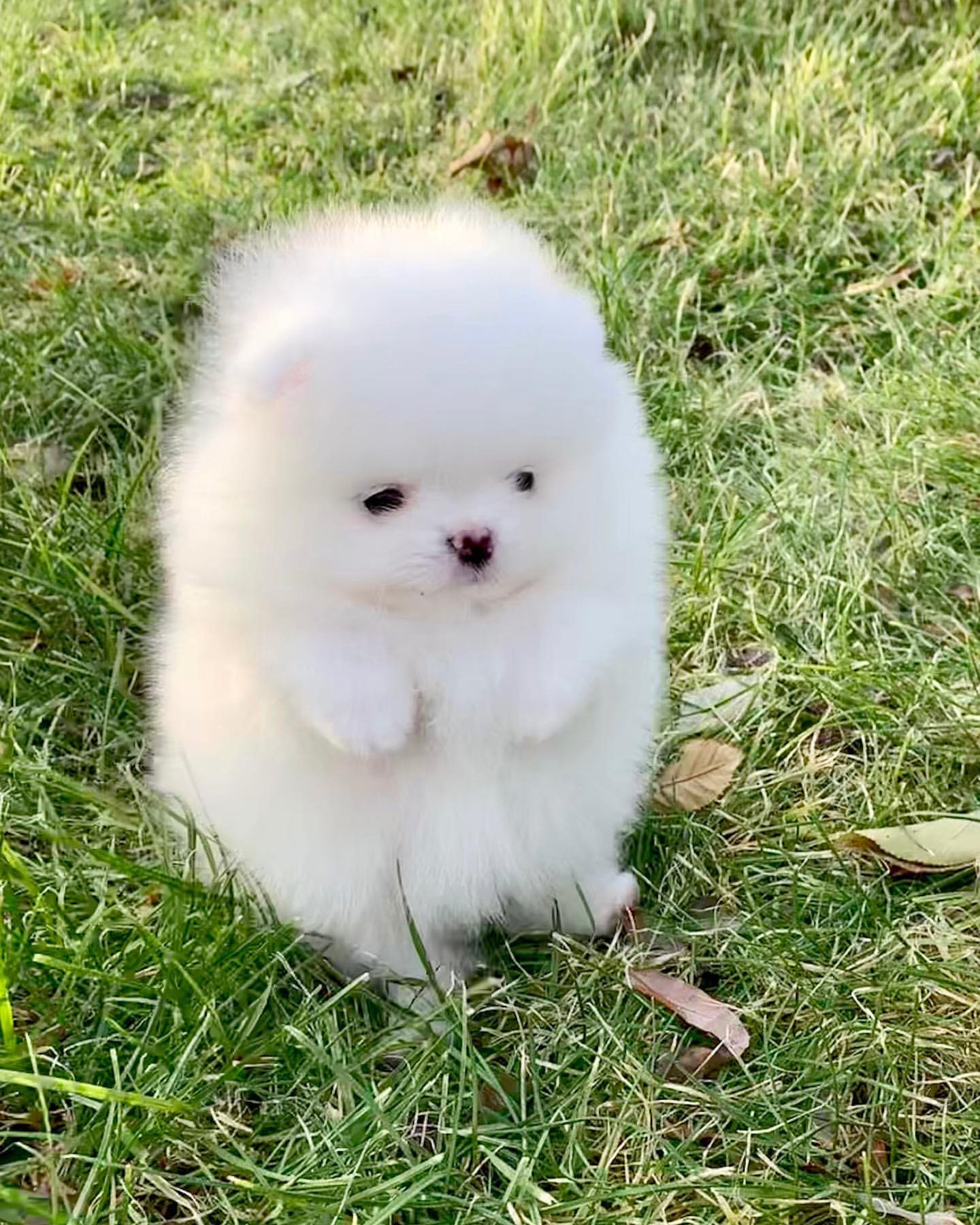 愚鈍 ポメラニアンという犬を知らなければ なんらかの幸せを呼ぶ妖精かな と思い その土地で語り継がれる伝説になるタイプの可愛さ T Co Bhaiidm3vg T Co jaeb6jh0 Twitter