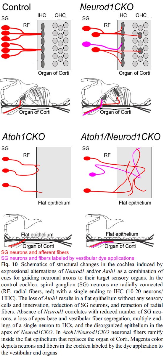 New article from our inner ear development project was published! Combined Atoh1 and Neurod1 Deletion Reveals Autonomous Growth of Auditory Nerve Fibers. Mol Neurobiol 57, 5307–5323 (2020). rdcu.be/cdm80